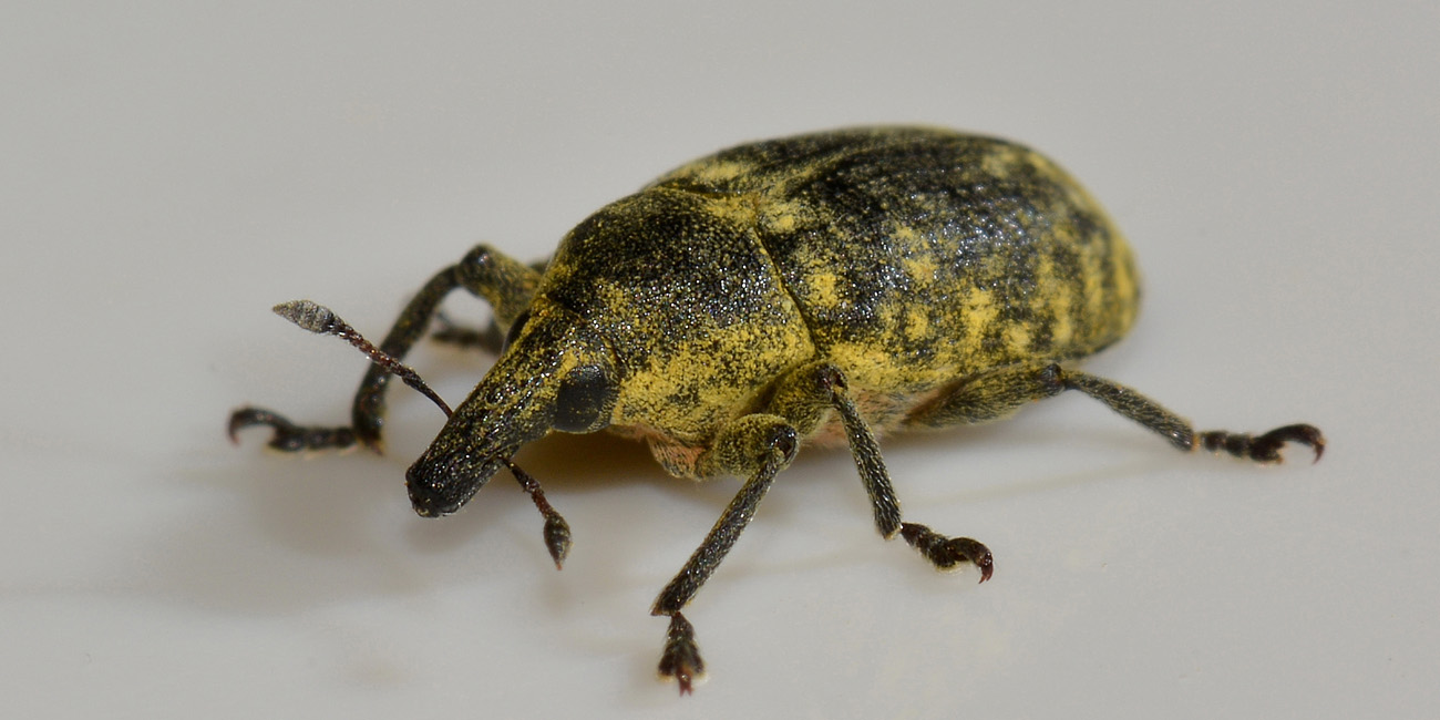 Curculionidae: Larinus turbinatus?  S  !